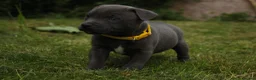 Staffordshire Bull Terrier dogs for sale: Blue KC Registered staffordshire bull terriers  - Advert 13