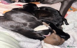 Mixed Breed dogs for sale: Beautiful whippet cross labrador(collie) puppies  - Image 3