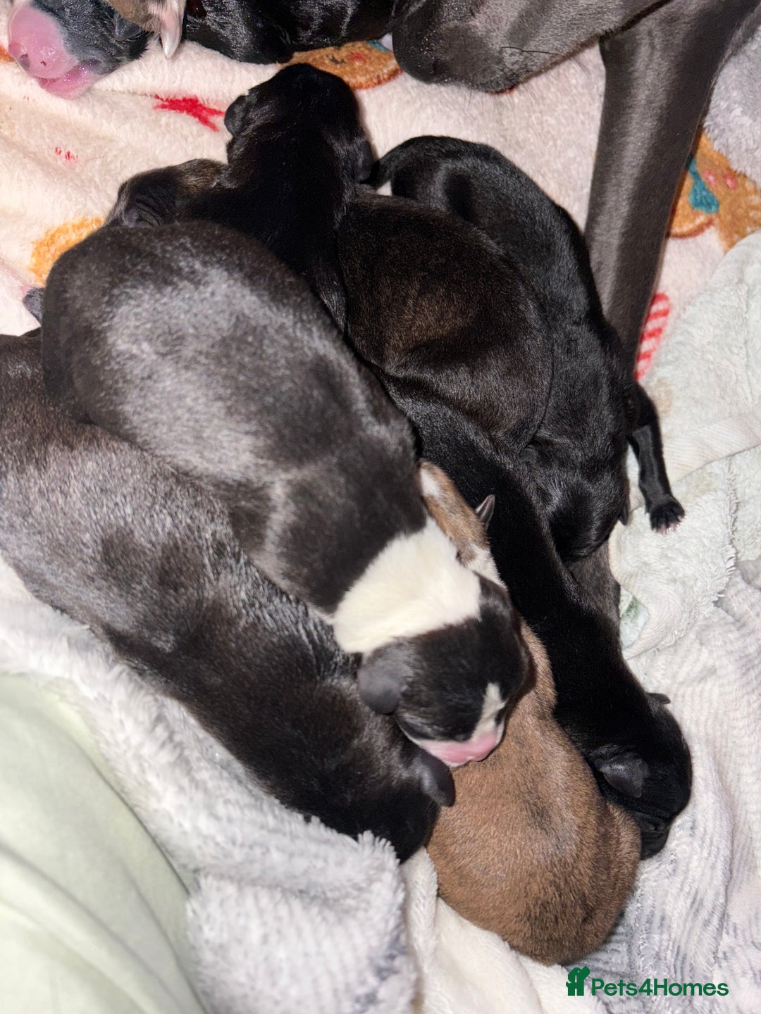 Mixed Breed dogs for sale: Beautiful whippet cross labrador(collie) puppies  - Image 3