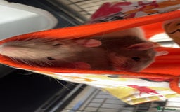 Rat rodents for sale: 2 male rats + cage and accessories  - Image 2