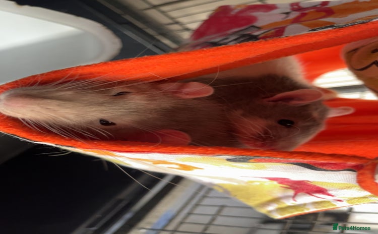 Rat rodents - Advert 13