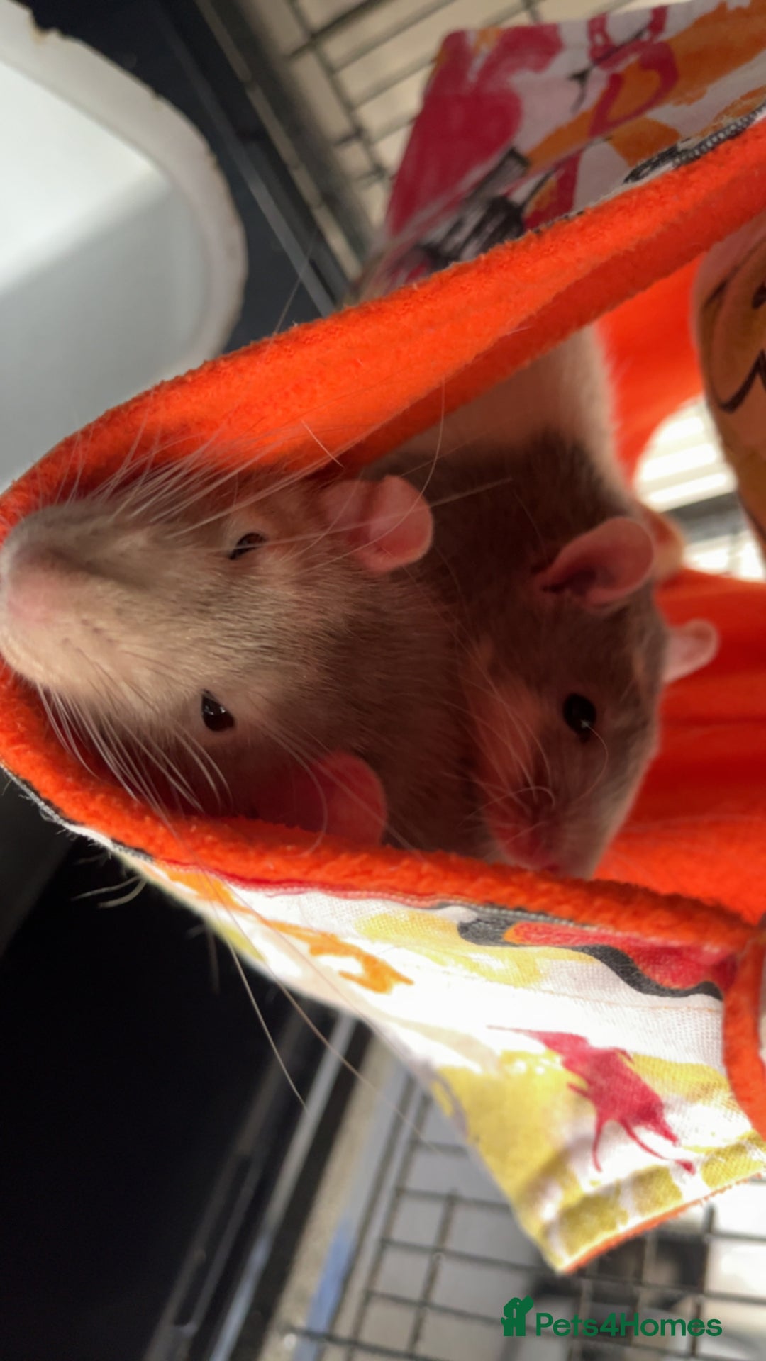 Rat rodents for sale: 2 male rats + cage and accessories  - Image 2