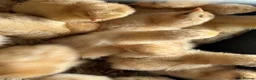 Chickens poultry for sale: Buff Orpington LF chicks  - Advert 2