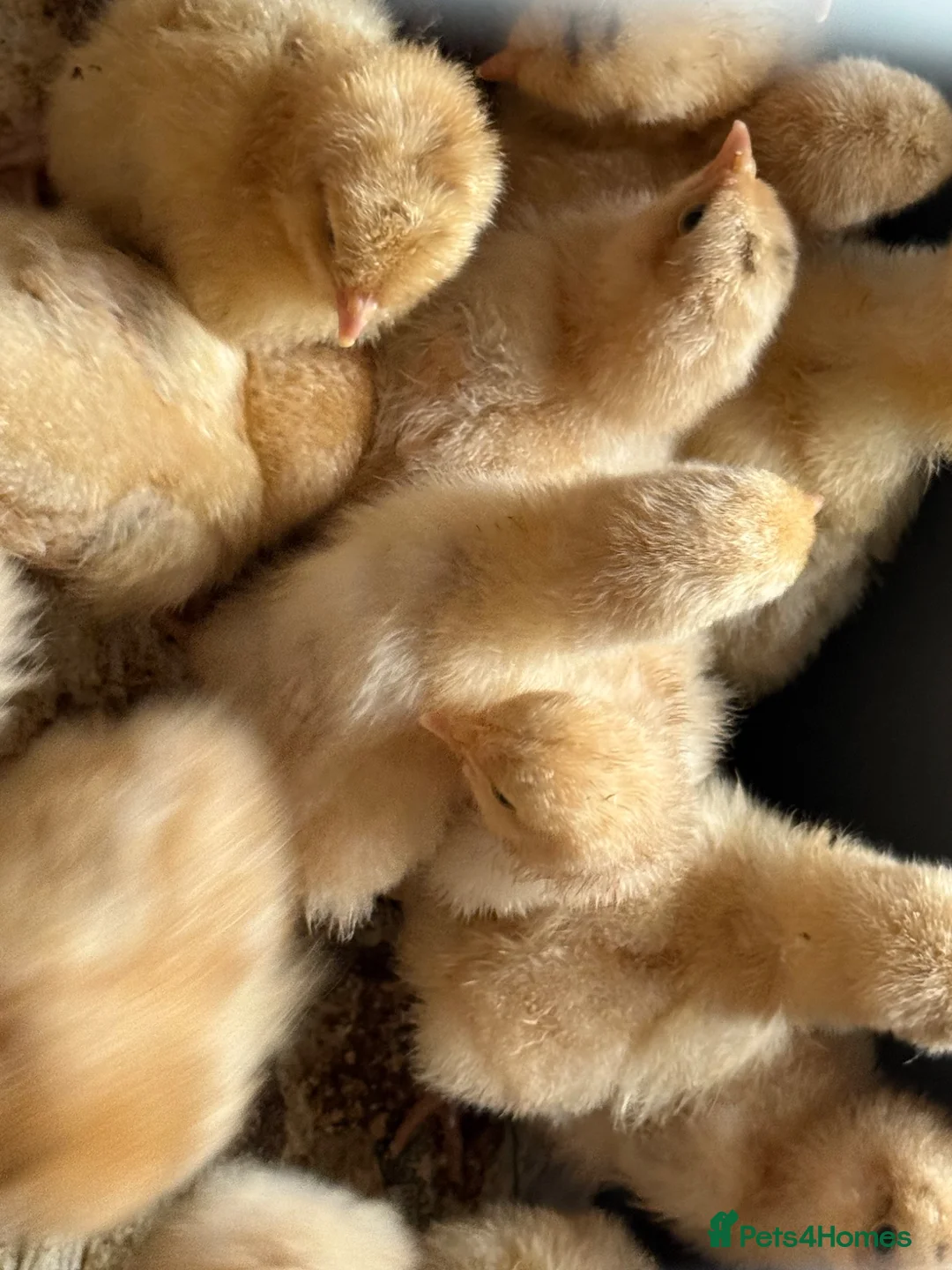 Chickens poultry for sale: Buff Orpington LF chicks  - Advert 2