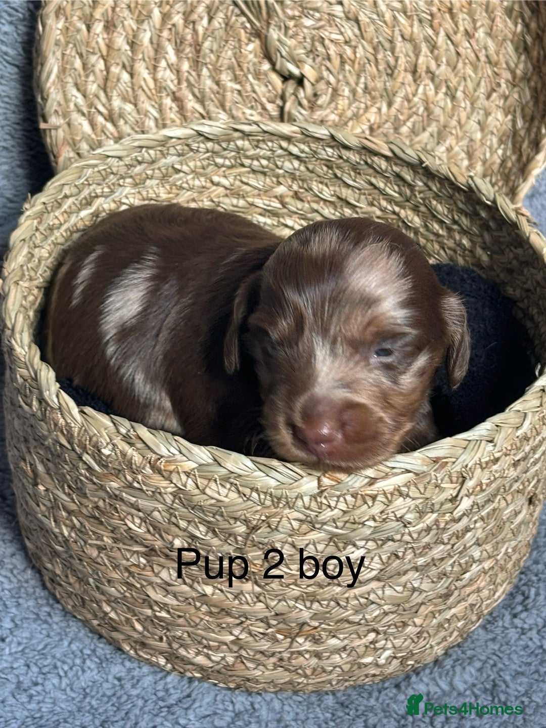 Dachshund dogs for sale: Miniature short haired Dapple dachshund puppies - Image 5
