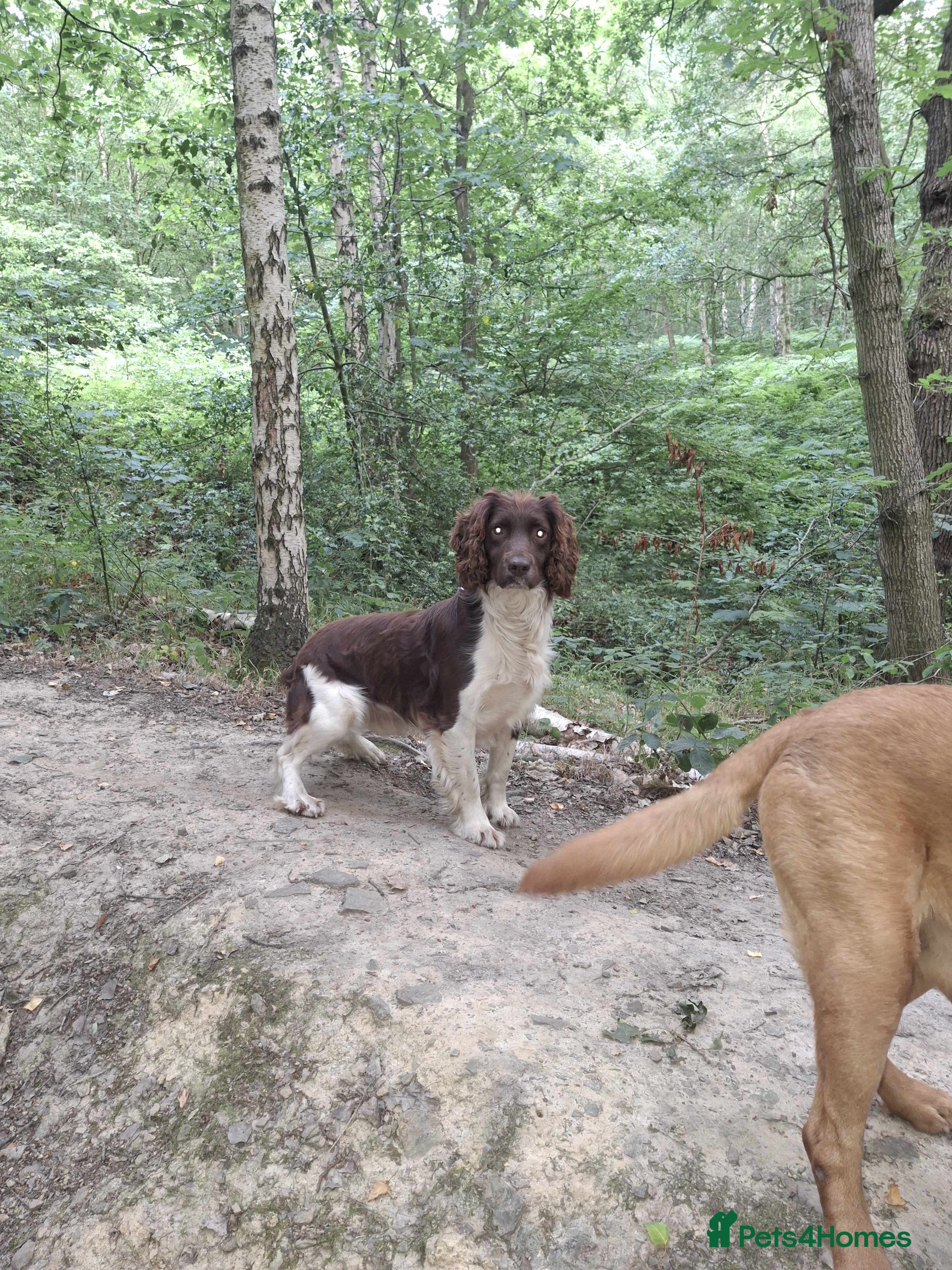 English Springer Spaniel dogs Salrowbra Gundogs at Stud - Advert 13