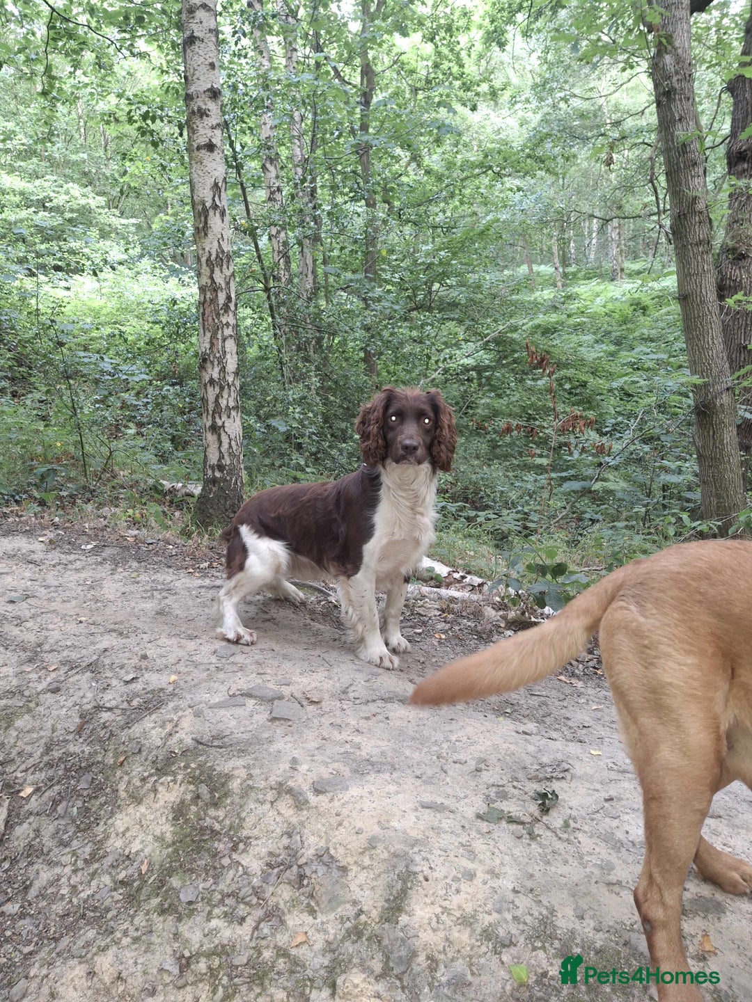 English Springer Spaniel dogs for stud: Salrowbra Gundogs at Stud in Ossett - Image 3
