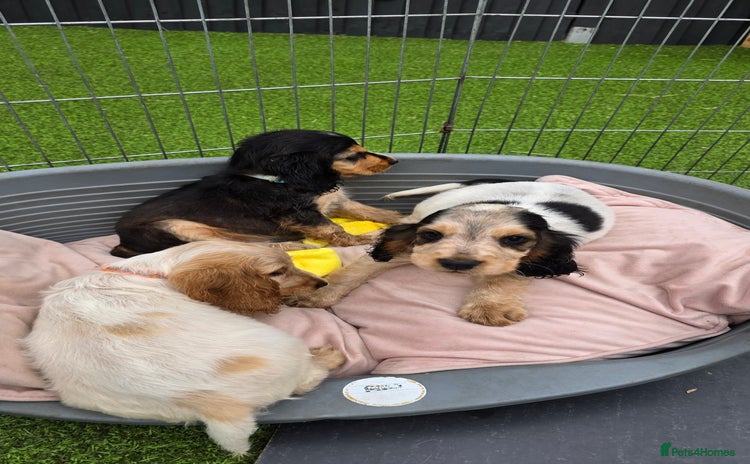 Cocker Spaniel dogs - Advert 1