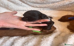 Irish Doodle dogs for sale: 🐾 F1 Beautiful Miniature Irish Doodle Puppies 🐾  - Image 11