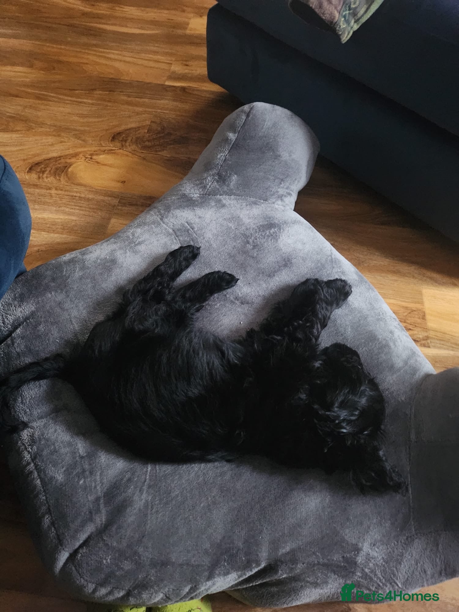 Cocker Spaniel dogs Lovely cocker spaniol 12 weeks old - Advert 4