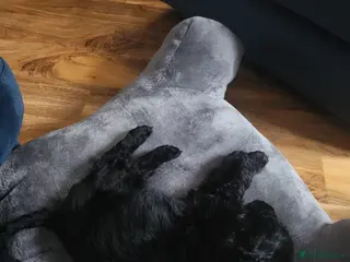 Cocker Spaniel dogs Lovely cocker spaniol 12 weeks old - Advert 1