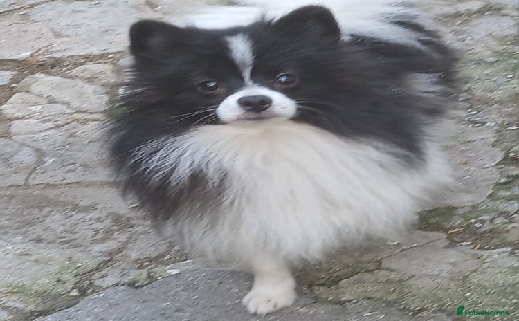 German Spitz dogs - Advert 1