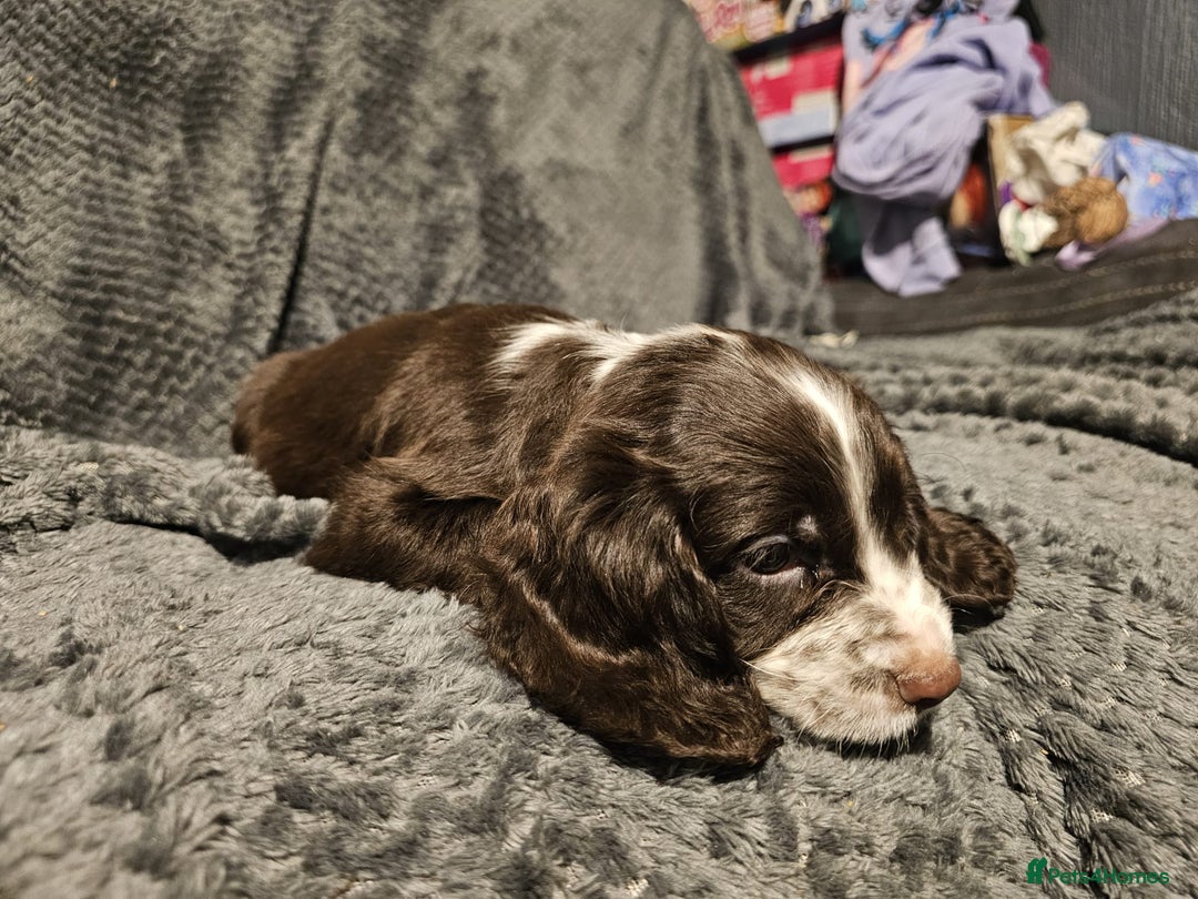 Cocker Spaniel dogs for sale: Cocker spaniels puppy's  - Advert 16