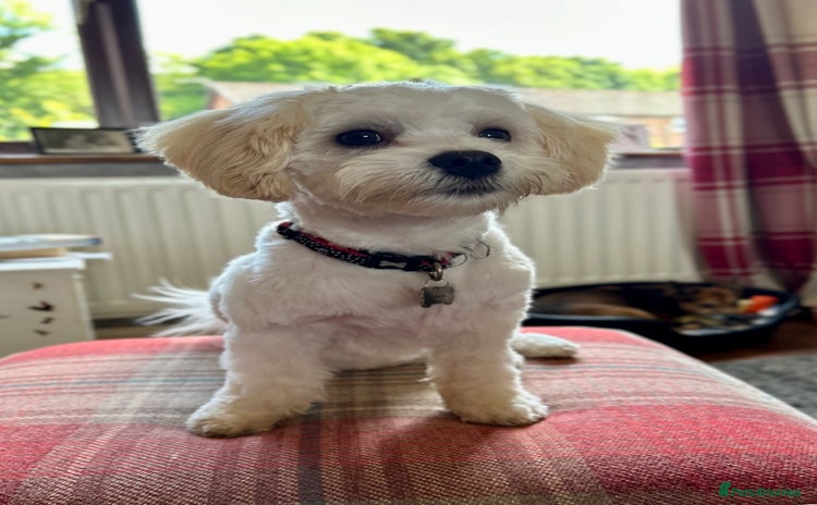 Maltese dogs - Advert 5