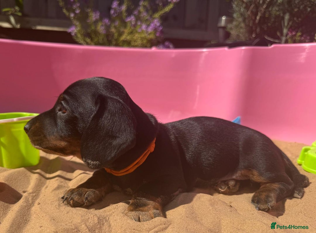 Miniature Dachshund dogs for sale: KC, PRA Clear Miniature Dachshund Puppies - Image 14