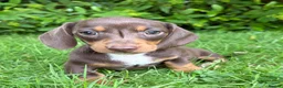 Miniature Dachshund dogs for sale: Gorgeous KC registered Minature Daxi puppies  - Advert 10