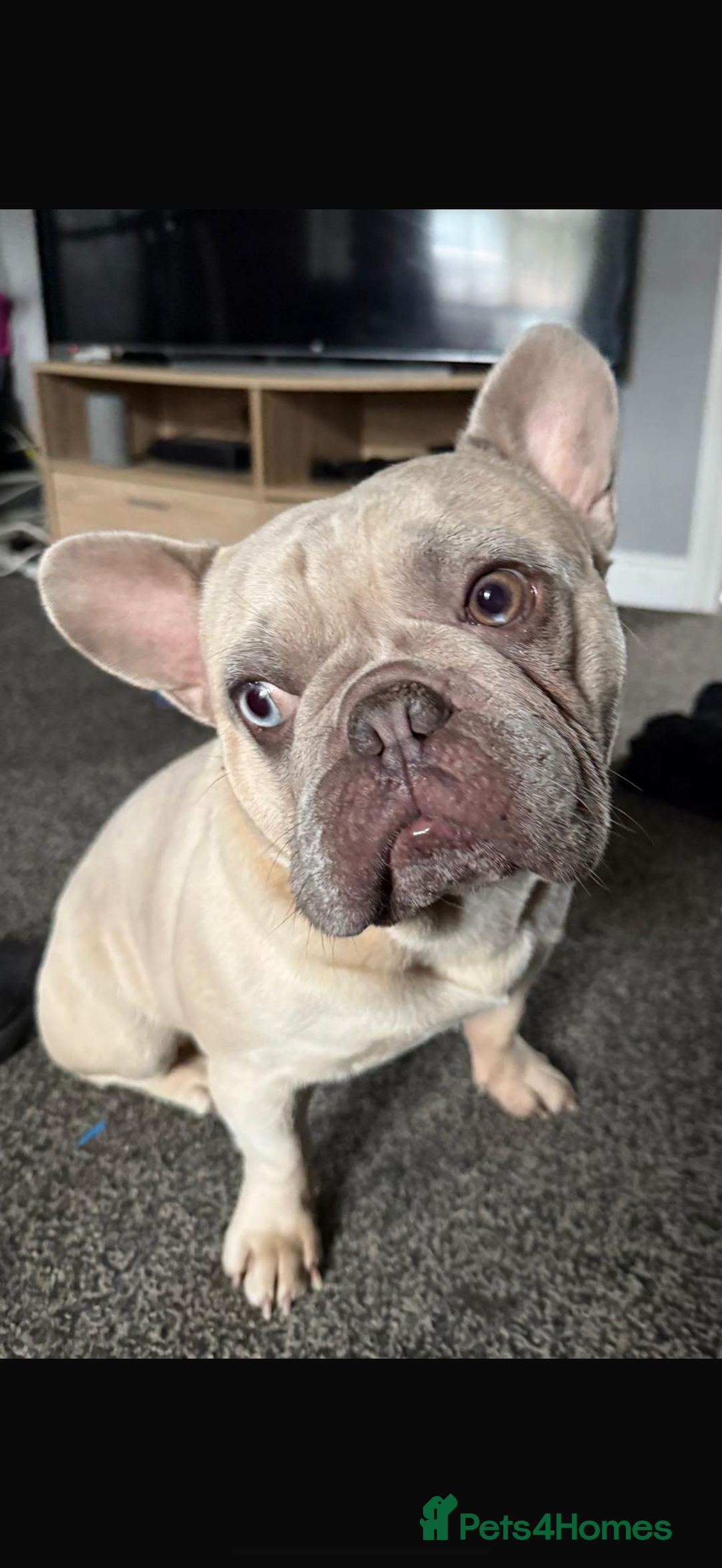 French Bulldog dogs for sale: French bulldog. In need of new home asap  - Image 2