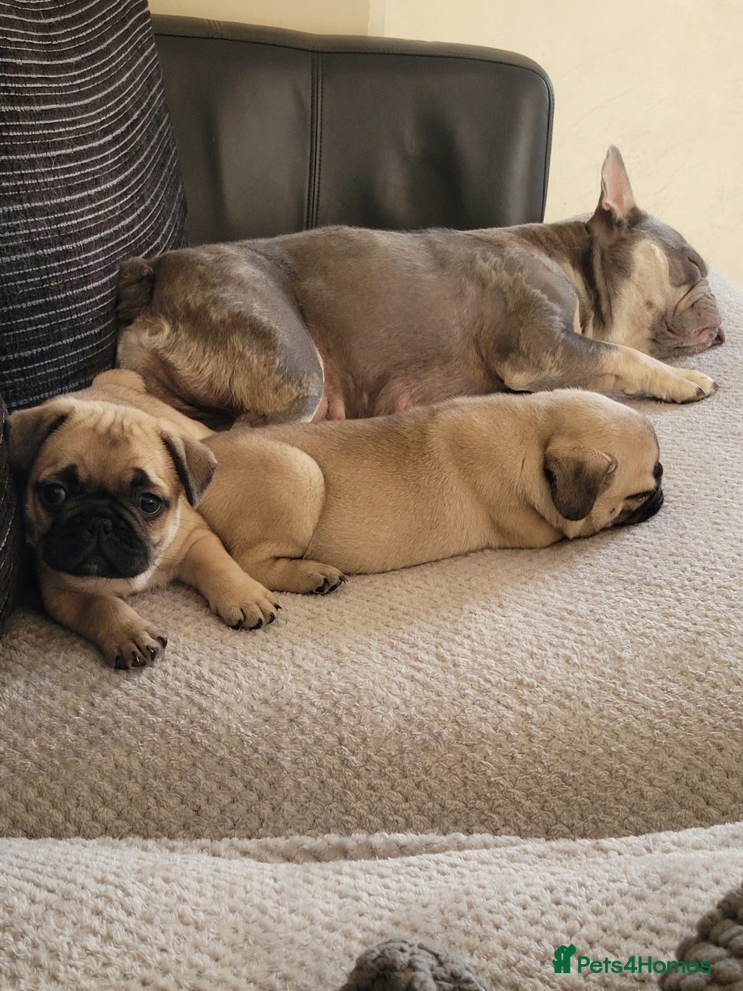 Frug dogs for sale: Just the male left frug left now - Image 20