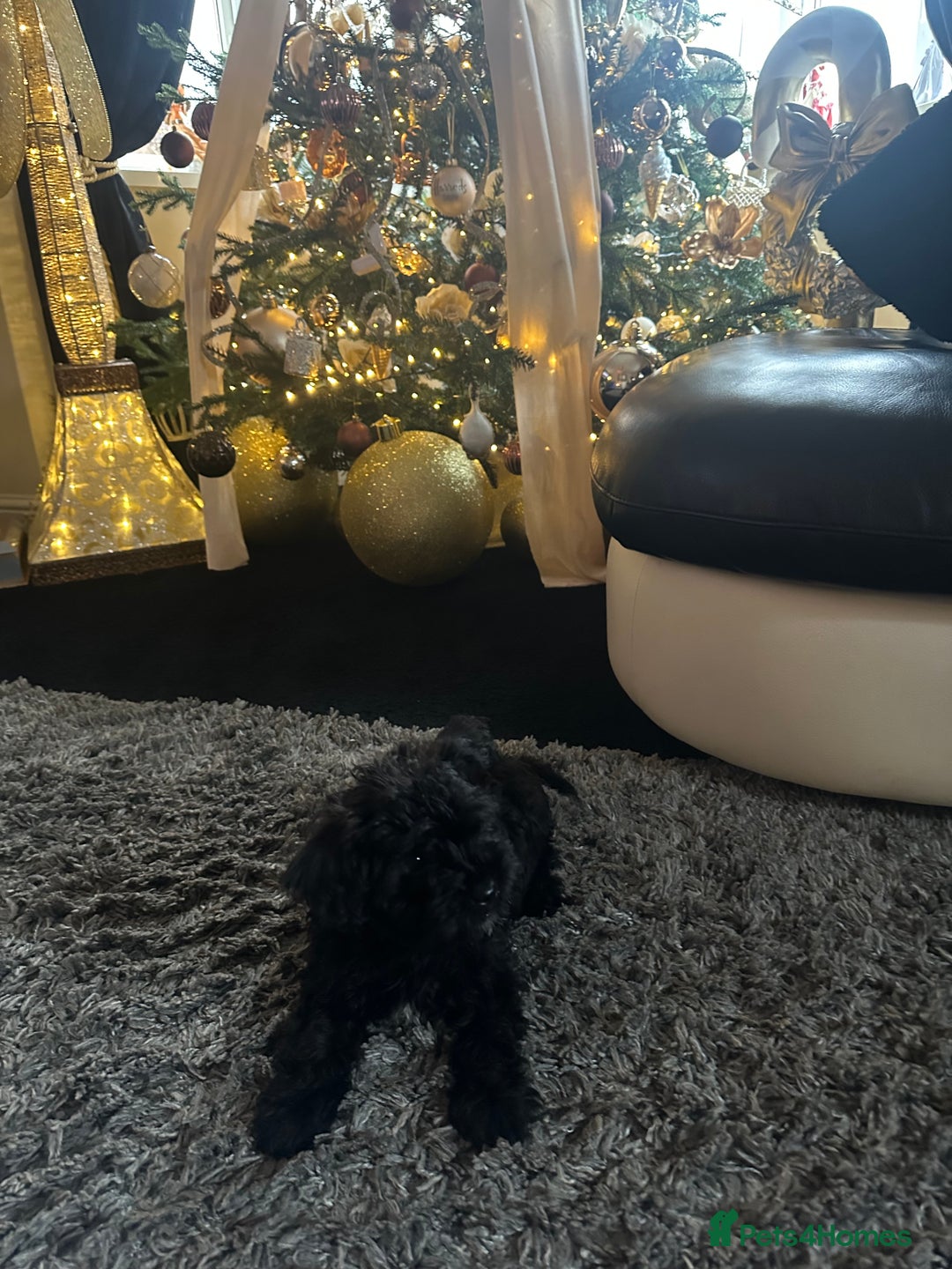 Yorkiepoo dogs for sale: Yorkiepoo Puppys - Advert 6