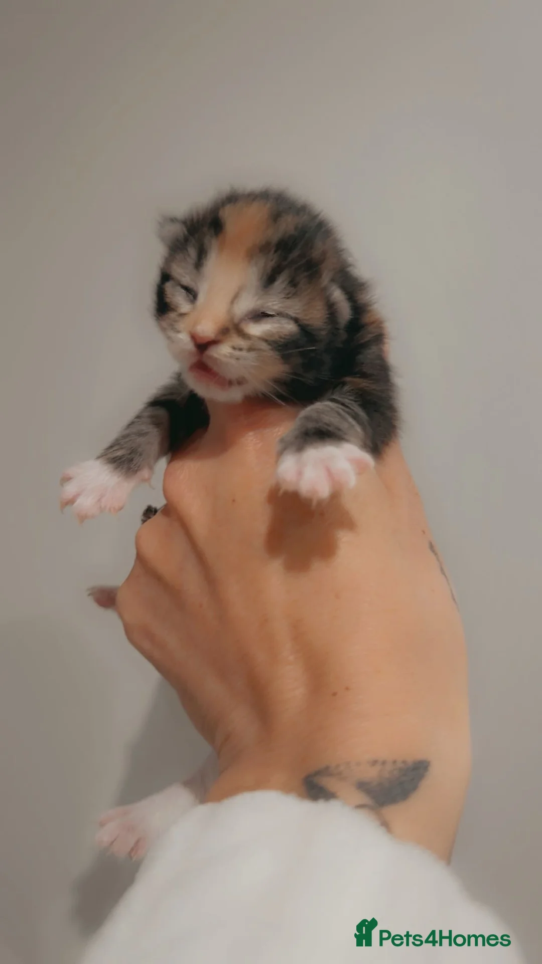 Maine Coon cats for sale: Full Pedigree Maine Coon Kittens  - Advert 2
