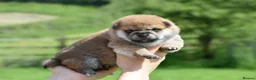 Japanese Shiba Inu dogs for sale: Exceptional Japanese Shiba Inu Puppies - Advert 15