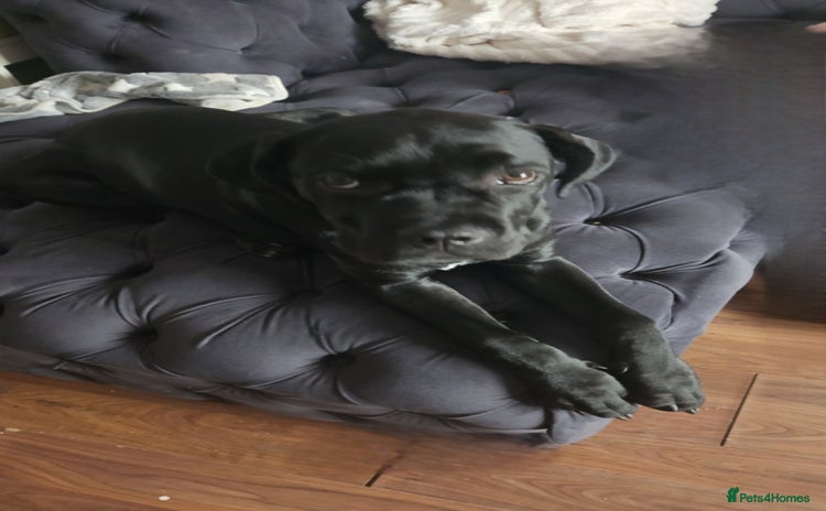 Cane Corso dogs - Advert 1