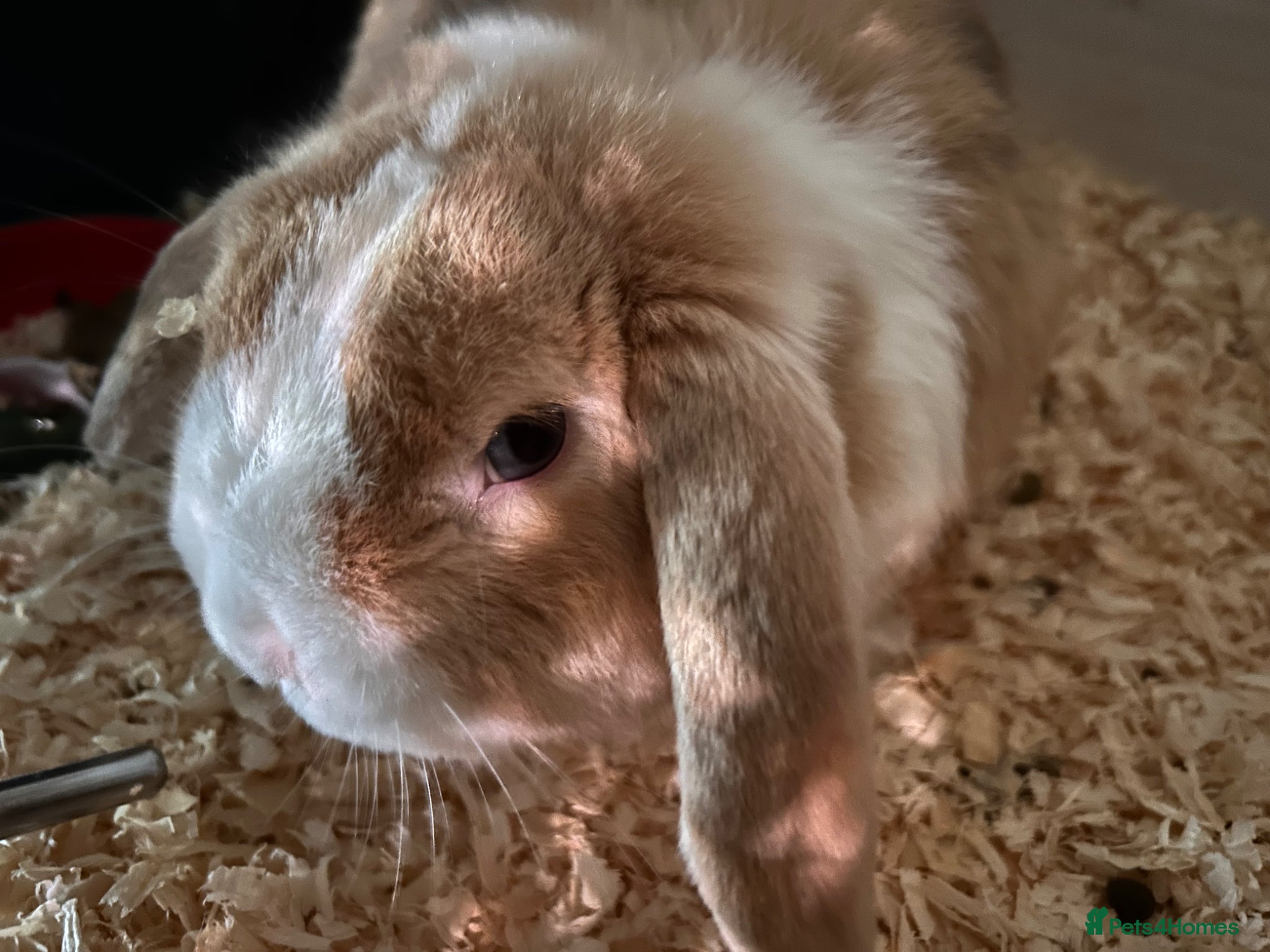 Dwarf Lop rabbits Mini lop male - Advert 1