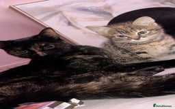 British Shorthair cats for sale: Super adorable kitten for sale  - Image 5