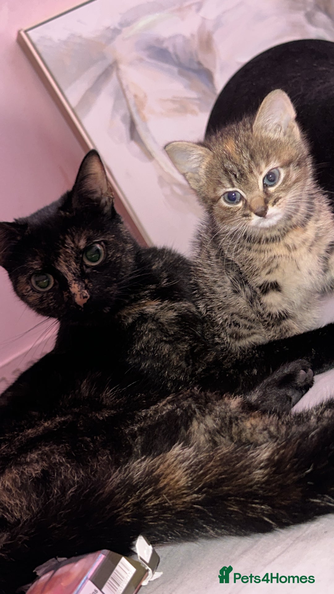 British Shorthair cats for sale: Super adorable kitten for sale  - Image 5