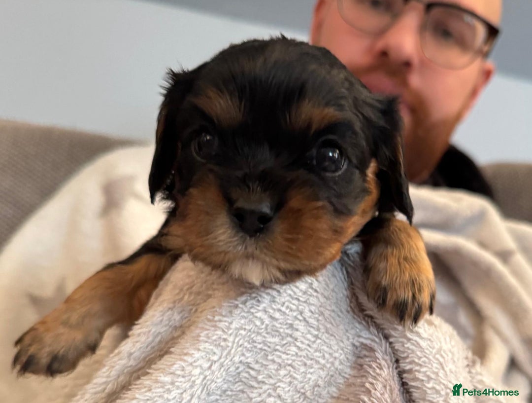 Cavalier King Charles Spaniel dogs for sale: Beautiful Cavalier Puppies - Fully health tested  - Image 10