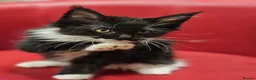 Maine Coon cats for sale: TICA Registered Maine Coon Kittens –  Ready Now!  in Northampton - Advert 5