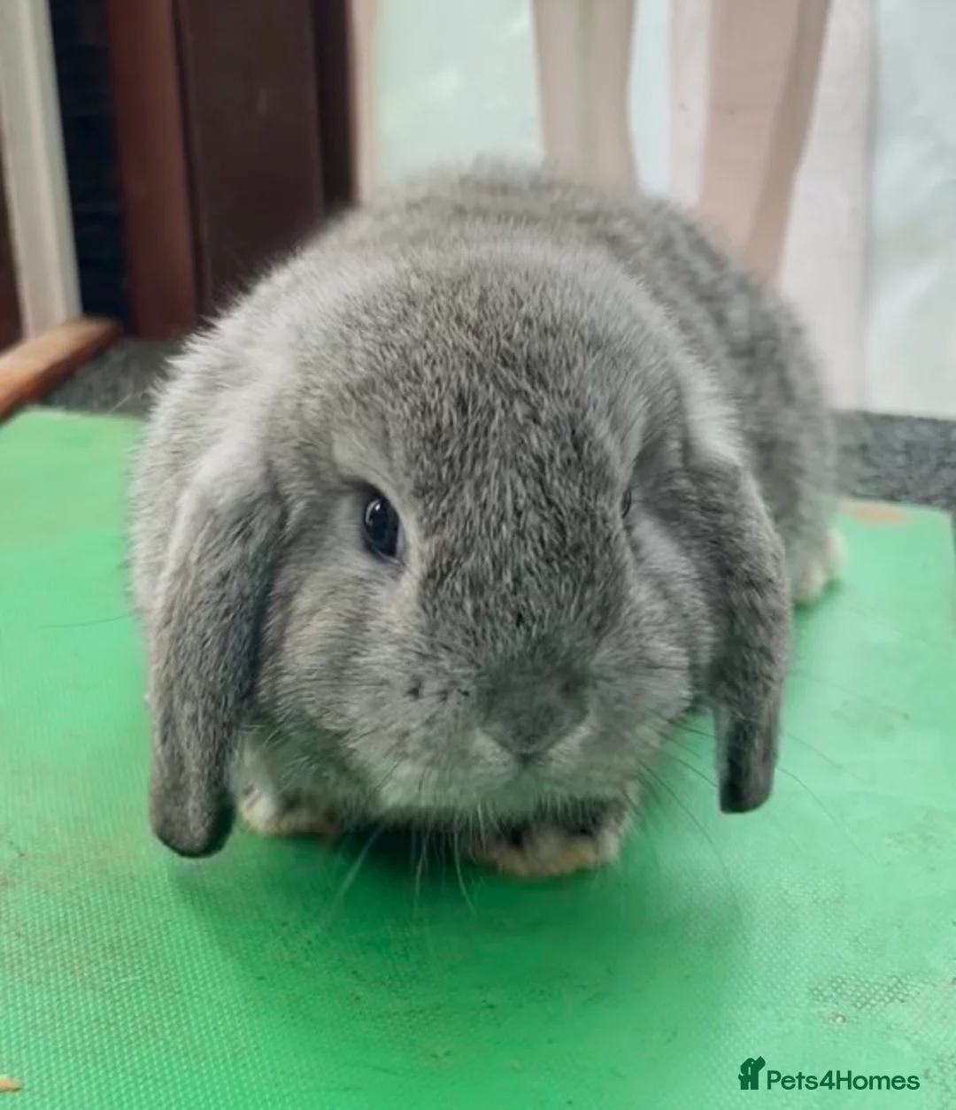 Mini Lop rabbits for sale: Beautiful coloured Mini Lops - Advert 10