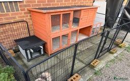 Mini Lop rabbits for sale: Cashmere mini lop with full set up - Very friendly - Image 3
