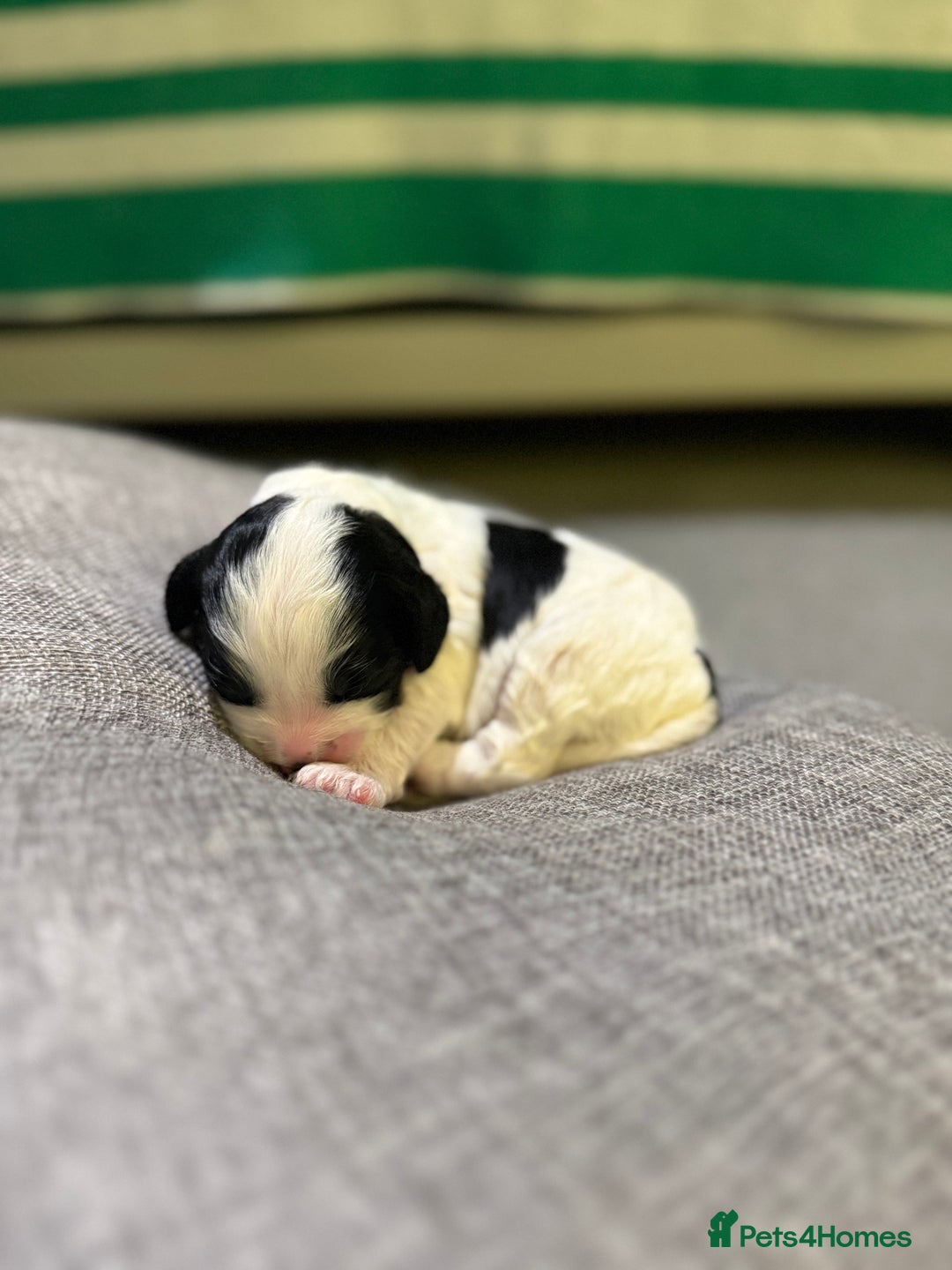 Mixed Breed dogs for sale: Beautiful Cocka/Cavapoo puppies.  - Advert 10