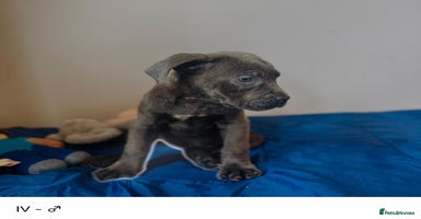 Cane Corso dogs - Advert 11