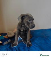 Cane Corso dogs - Advert 15