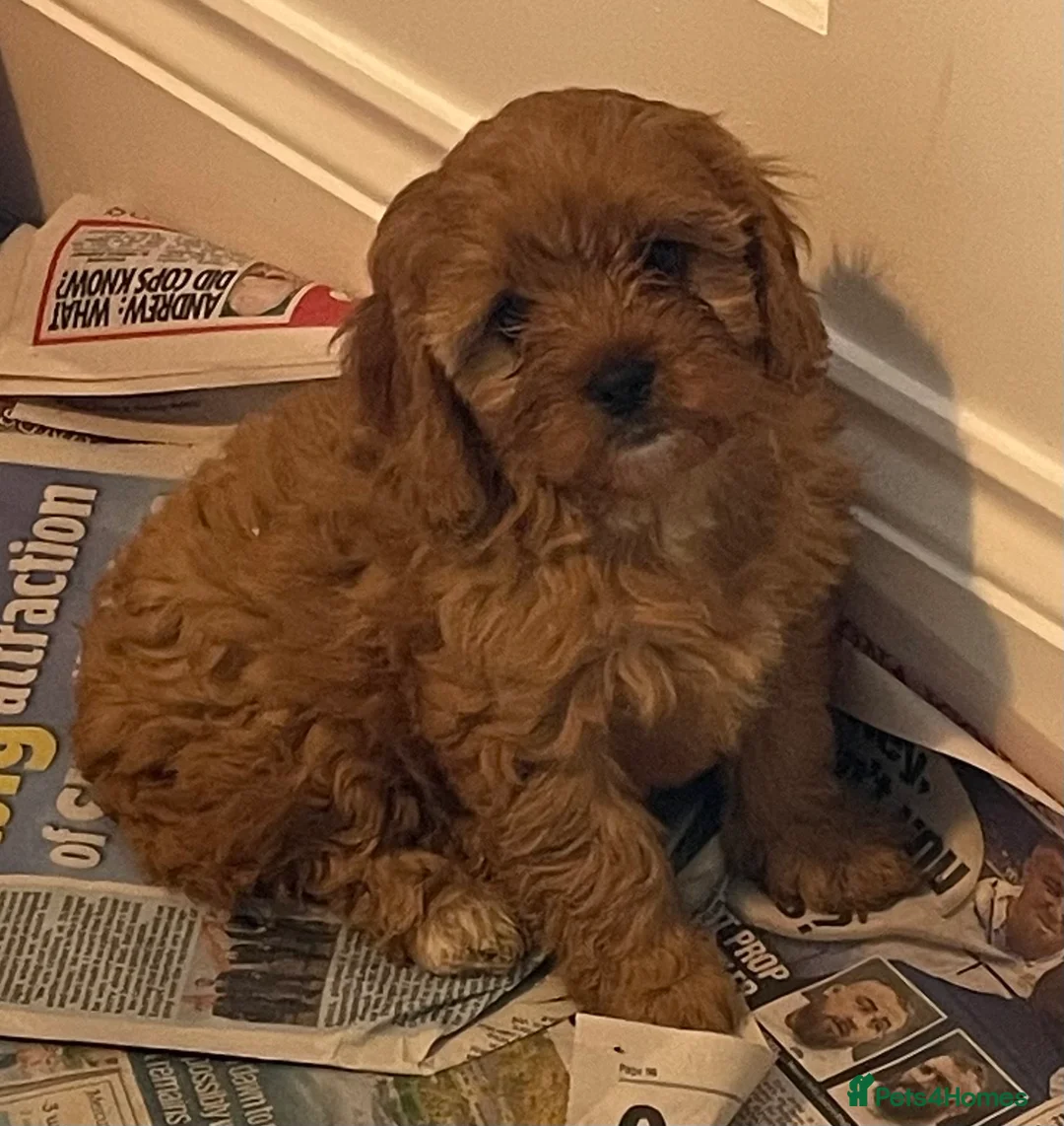 Cavapoo dogs for sale: 🐶🐩🐾ADORABLE MINIATURE CAVAPOO🐾🐩🐶 - Advert 7
