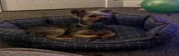 Yorkshire Terrier dogs for sale: Yorkshire Terrier For Sale  - Advert 3