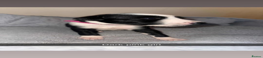 Lurcher Puppy 6