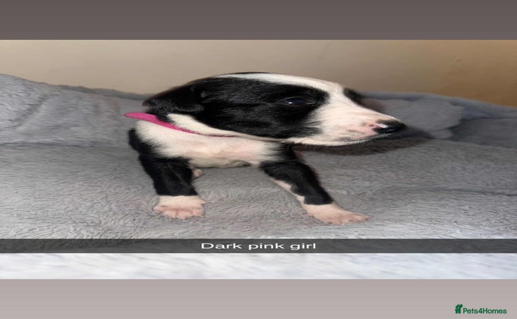 Lurcher dogs - Advert 1