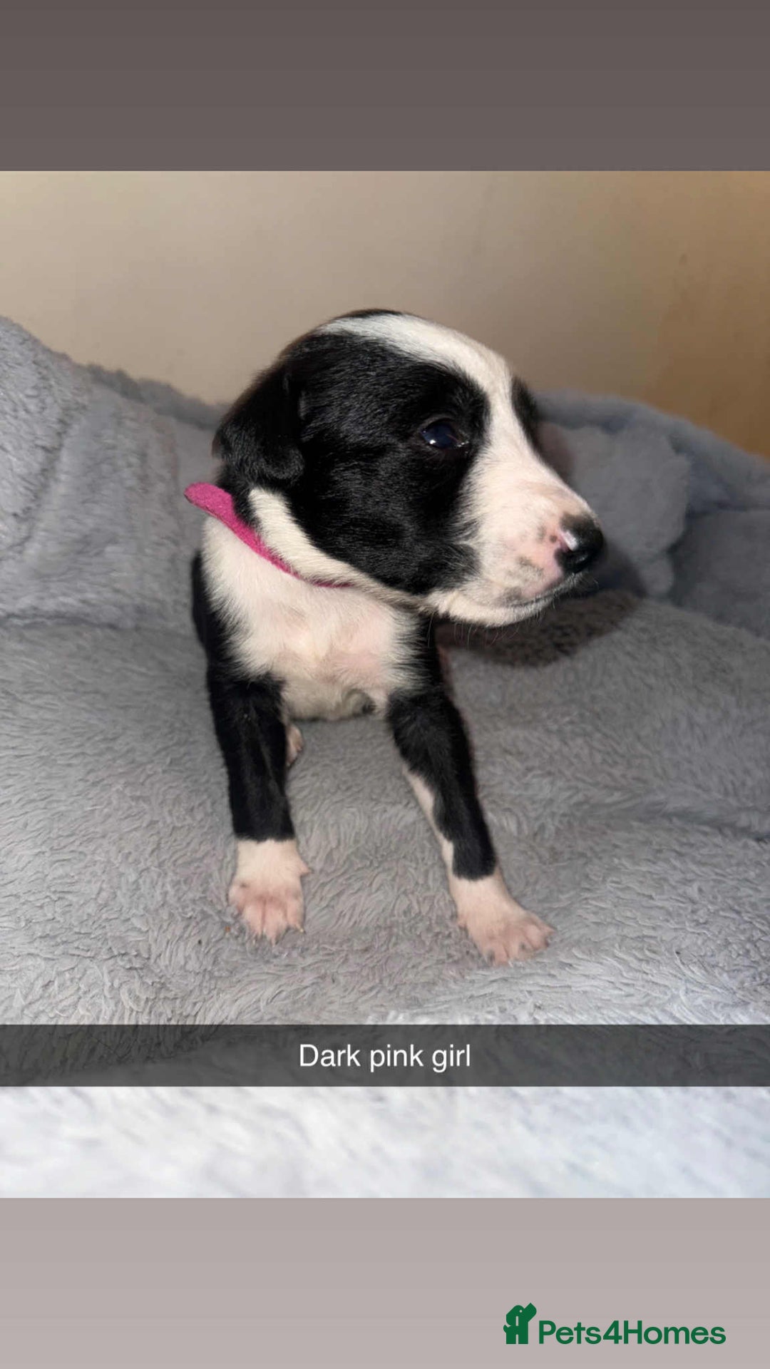Lurcher dogs for sale: Saluki collie bull grey - Image 1