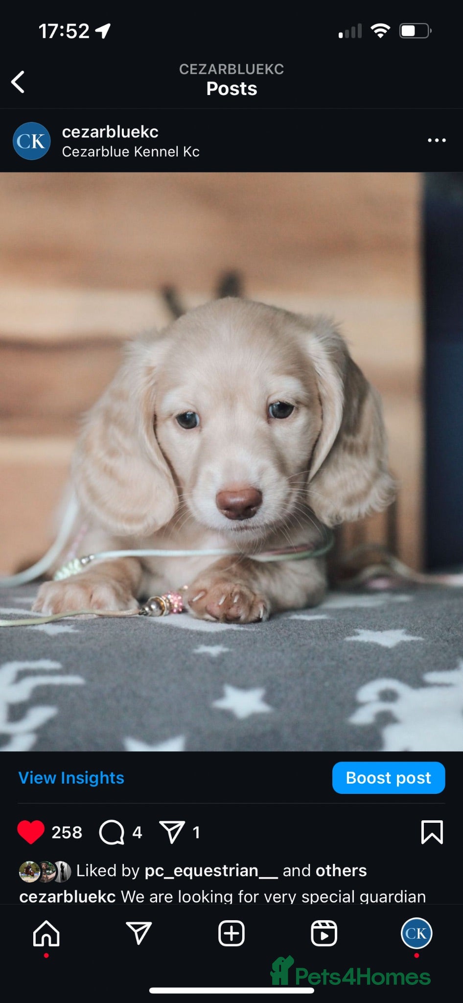 Miniature Dachshund dogs EXCEPTIONAL LIGHT CREAM PUPPIES - Advert 6