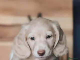 Miniature Dachshund dogs EXCEPTIONAL LIGHT CREAM PUPPIES - Advert 6
