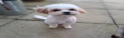 Maltipoo dogs for sale: 6 Beautiful Female Maltipoo Puppies - Advert 10