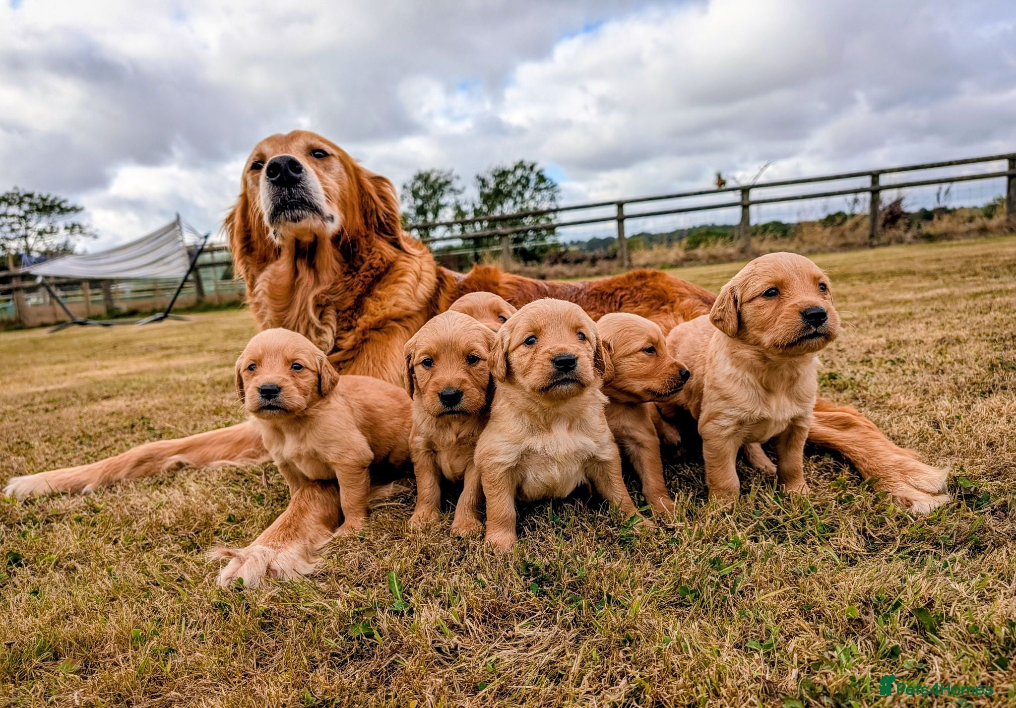 Golden Retriever dogs KC Working Golden Retriever Puppies - Advert 2