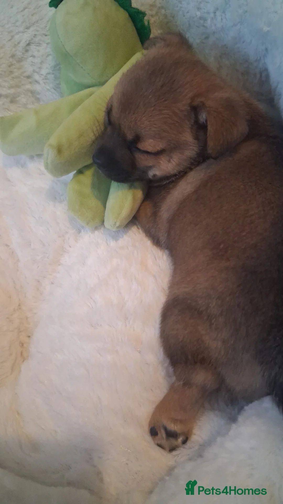 Chihuahua dogs for sale: Little girl  in Southend-on-Sea - Advert 10