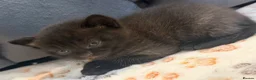 Scottish Fold cats for sale: Scottish fold kittens - Advert 19