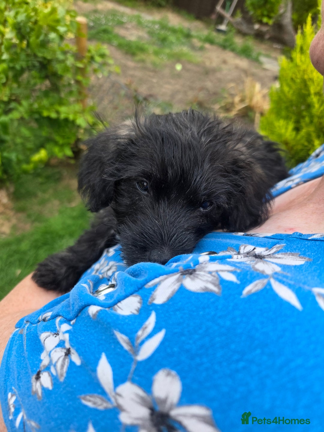 Mixed Breed dogs for sale: F1 Westipoos  - Image 21