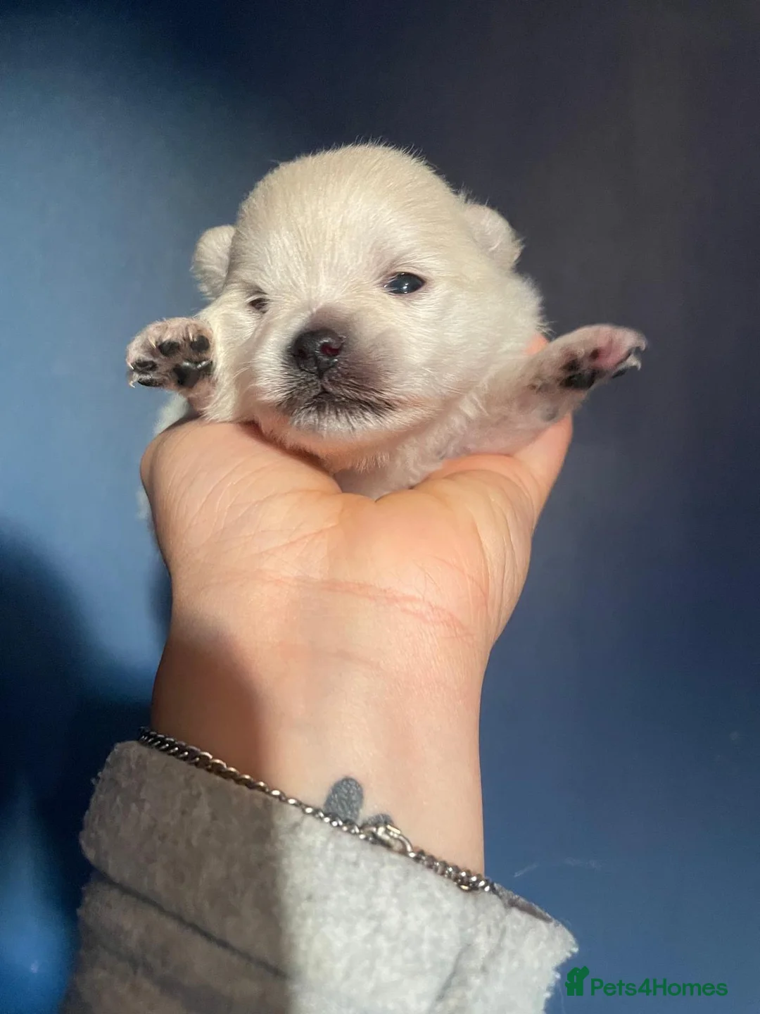 Pomeranian dogs for sale: White KENNEL CLUB Registered CHAMPION Bloodlines - Advert 14