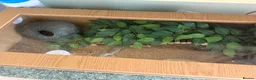 Gecko reptiles for sale: Leopard geko for sale in Ferryhill - Advert 5